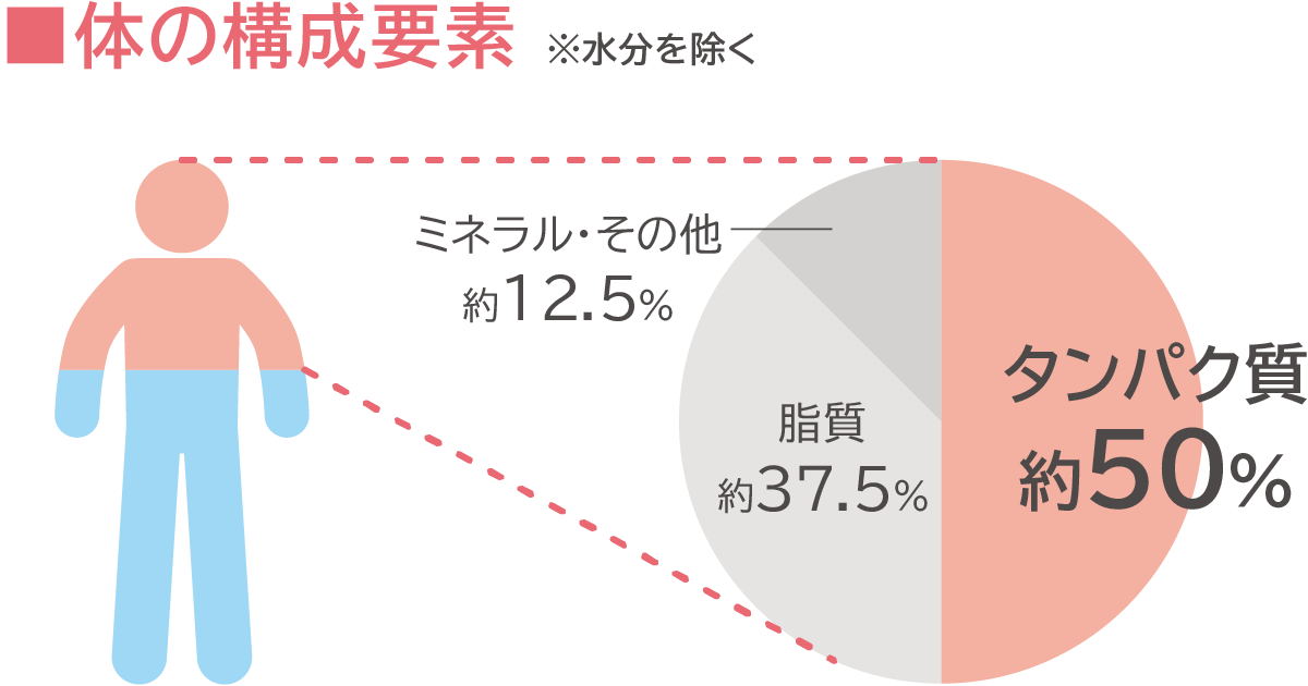 体の構成要素