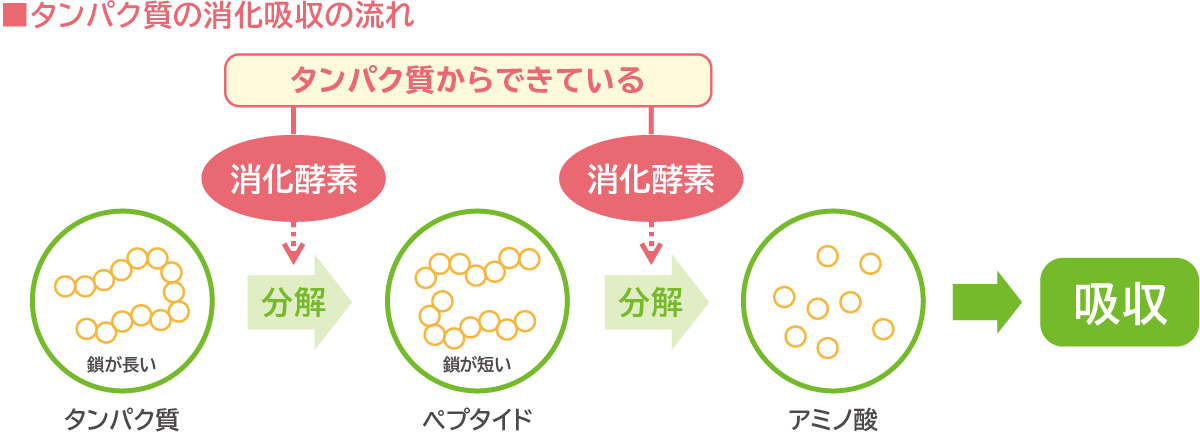 タンパク質の消化吸収の流れ