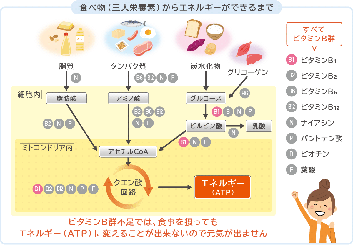 食べ物からエネルギーができるまで