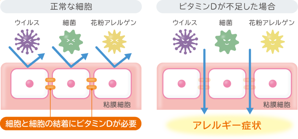 細胞と細胞の結着にビタミンDが必要