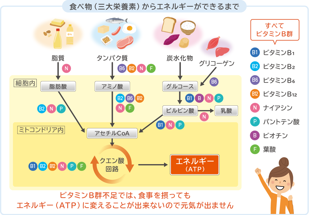 食べ物からエネルギーができるまで