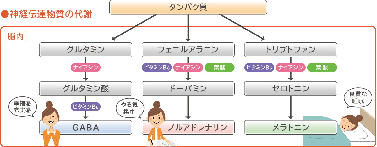 神経伝達物質の代謝